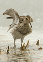 pectoral_sandpiper_1309