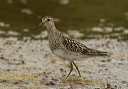 pectoral_sandpiper_1322
