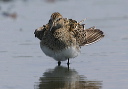 pectoralsandpiper385