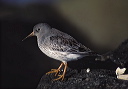 purple_sandpiper2