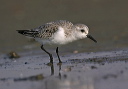 sanderling_img_6709
