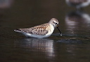 western_sandpiper