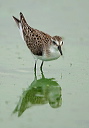 zh3z3336_calidris