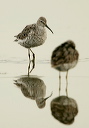 zh3z3504_stilt