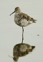 zh3z3508_stilt