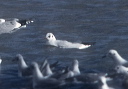 black-headed_gull_001