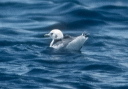black-legged_kittiwake_001