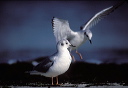 bonaparte_s_gull