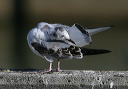 bonaparte_s_gull5655