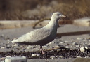 glaucous_gull1