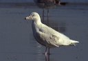 glaucous_gull2