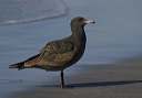 heermann_s_gull_img_7529