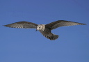 herringgull8602