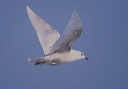 iceland_gull_flight