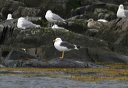 img_1392_gull