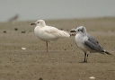 img_2479_gull