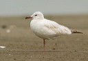 img_2518_gull