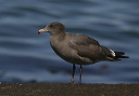 img_2749_gull