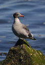 img_2817_gull