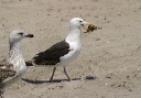 img_3022_gull