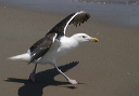 img_3024_great_black-backed