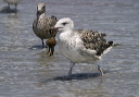 img_3036_great_black-backed
