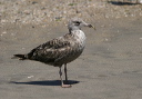 img_3038_gull