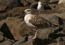 img_3960_great_black-backed