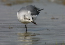 img_5080_gull