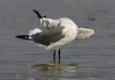 img_5095_gull