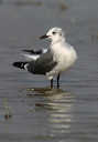 img_5098_gull