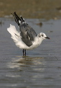 img_5111_gull