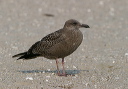 img_5132_gull