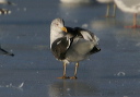 img_6712_gull