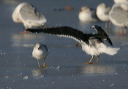 img_6713_gull