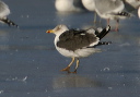 img_6714_gull