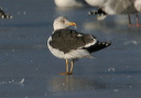 img_6716_gull