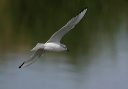 img_6990_gull