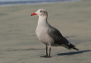 img_7541_gull