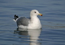 img_7591_california_gull