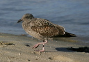 img_7605_gull