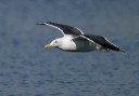 img_7609_gull