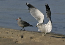 img_7614_gull