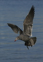 img_7615_gull