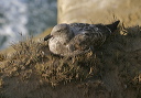 img_7626_california_gull
