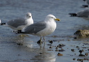 img_9376_gull