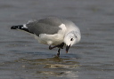 laughing_gull089