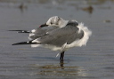 laughing_gull106
