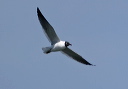 laughing_gull_1