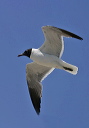 laughinggull035